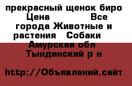 прекрасный щенок биро › Цена ­ 20 000 - Все города Животные и растения » Собаки   . Амурская обл.,Тындинский р-н